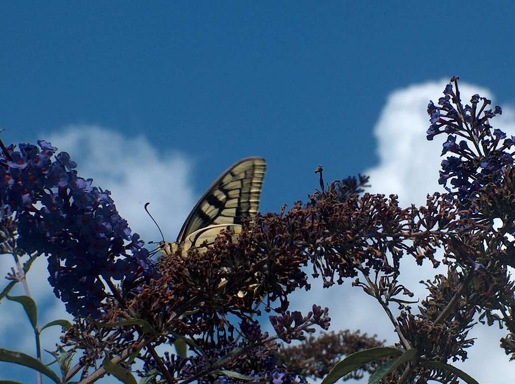 Swallowtail in the Pyrenees 