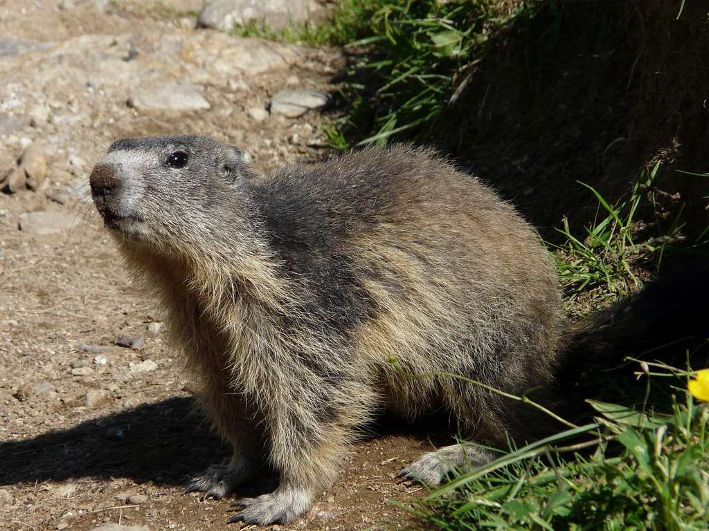 Marmot in Maritime Alps