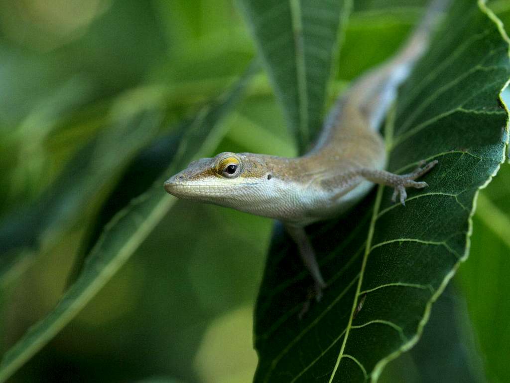 green anole lizard