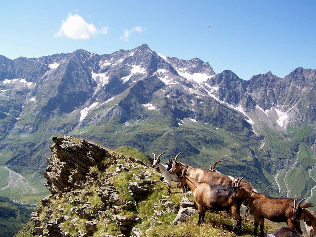Goats guarding the mountain