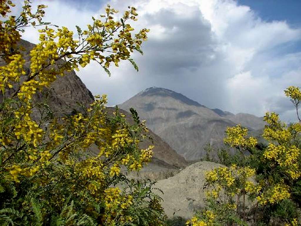 Spring Blossom in Gilgit Baltistan