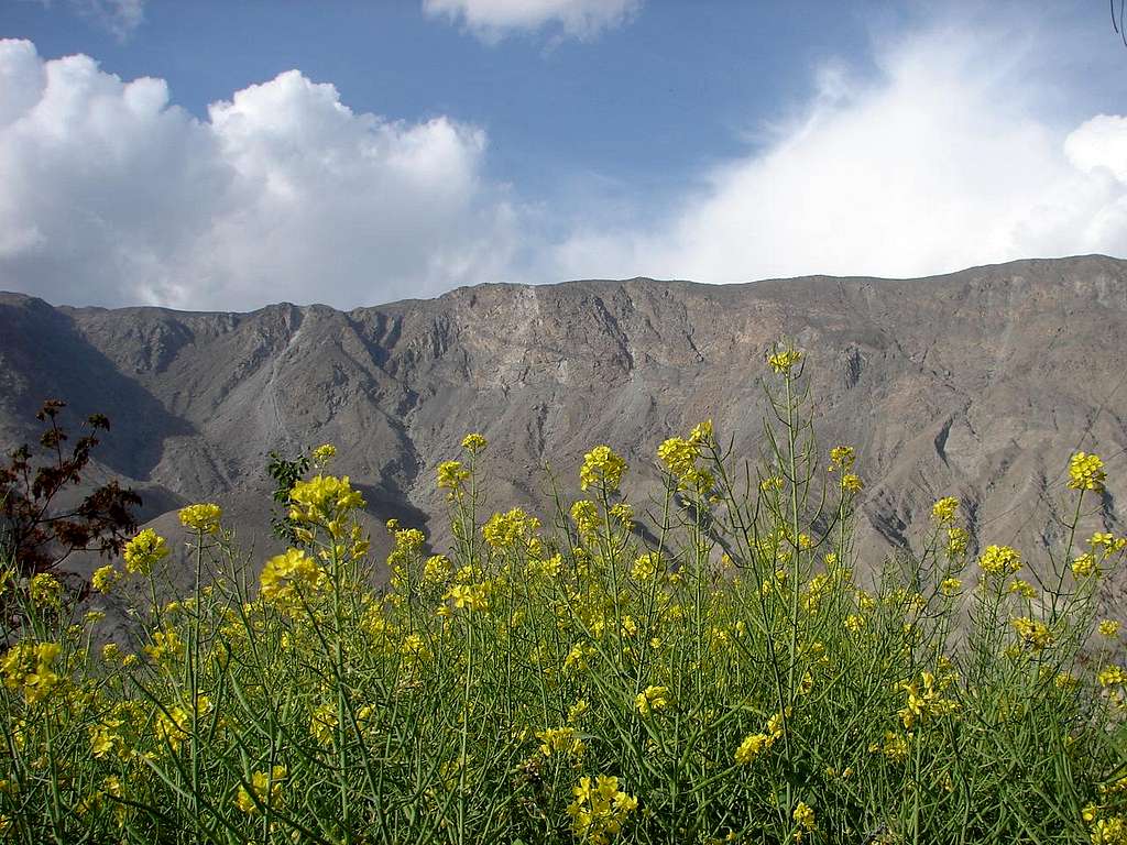 Blossom in Gilgit Baltistan