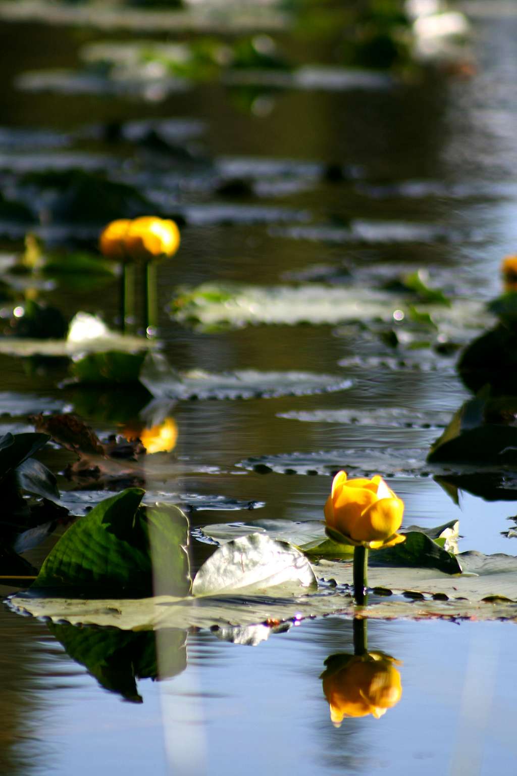 Pond Lilies at Nymph Lake