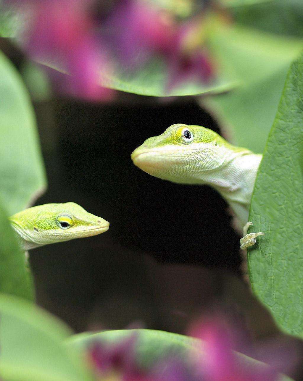 Anole lizards X Two