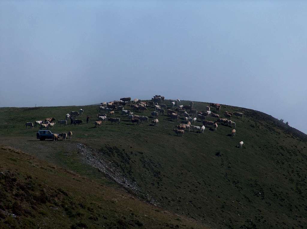 Cows in the fog on Col d'Azet