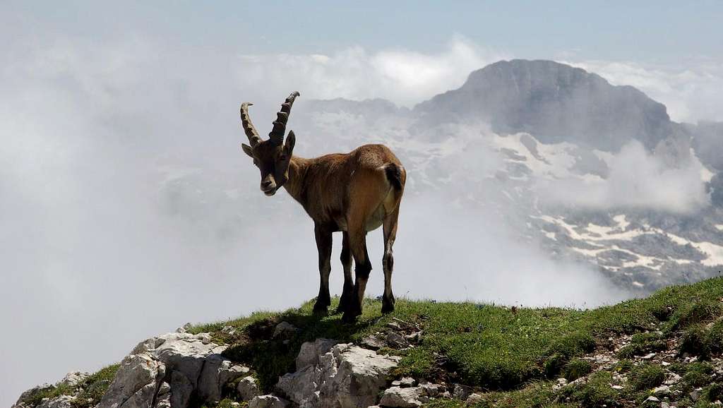 Ibexes of the Montasio group (4)