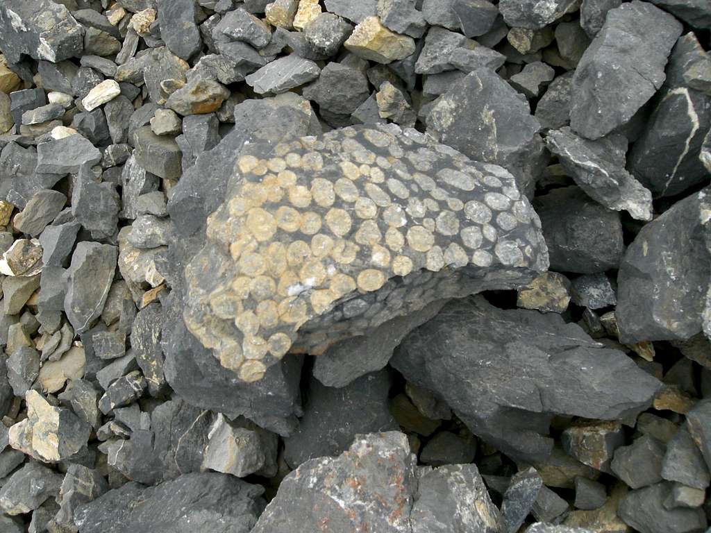 Fossils on Diamond Peak