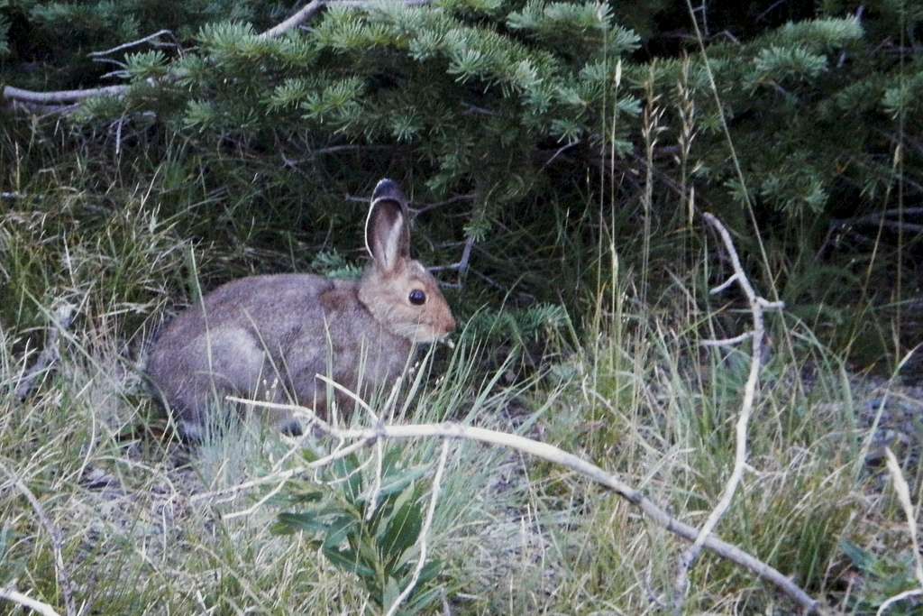 Snowshoe Hare
