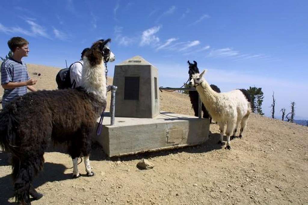 An Unusual Sight, Llamas at...