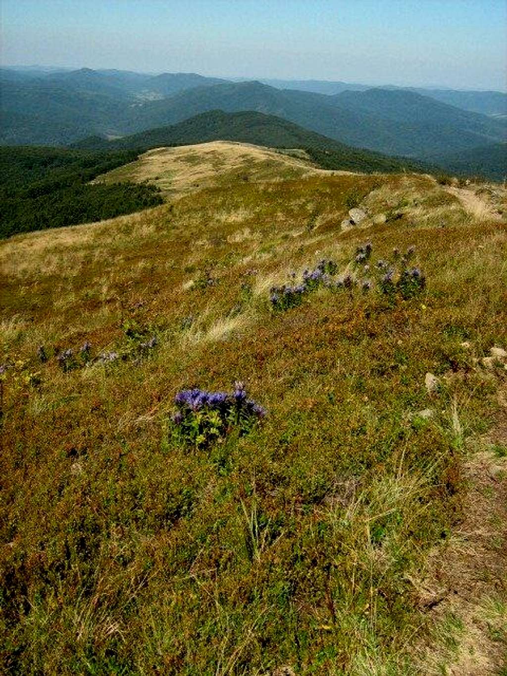 Southern slope of Mount Bukowe Berdo (1313 m)