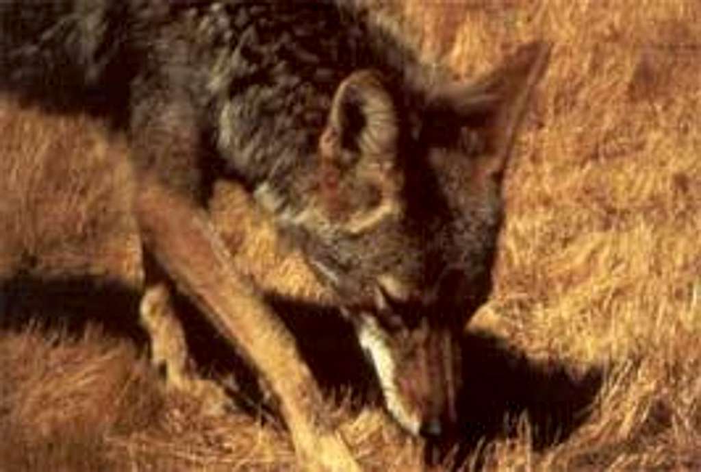 Coyote in Lee Metcalf