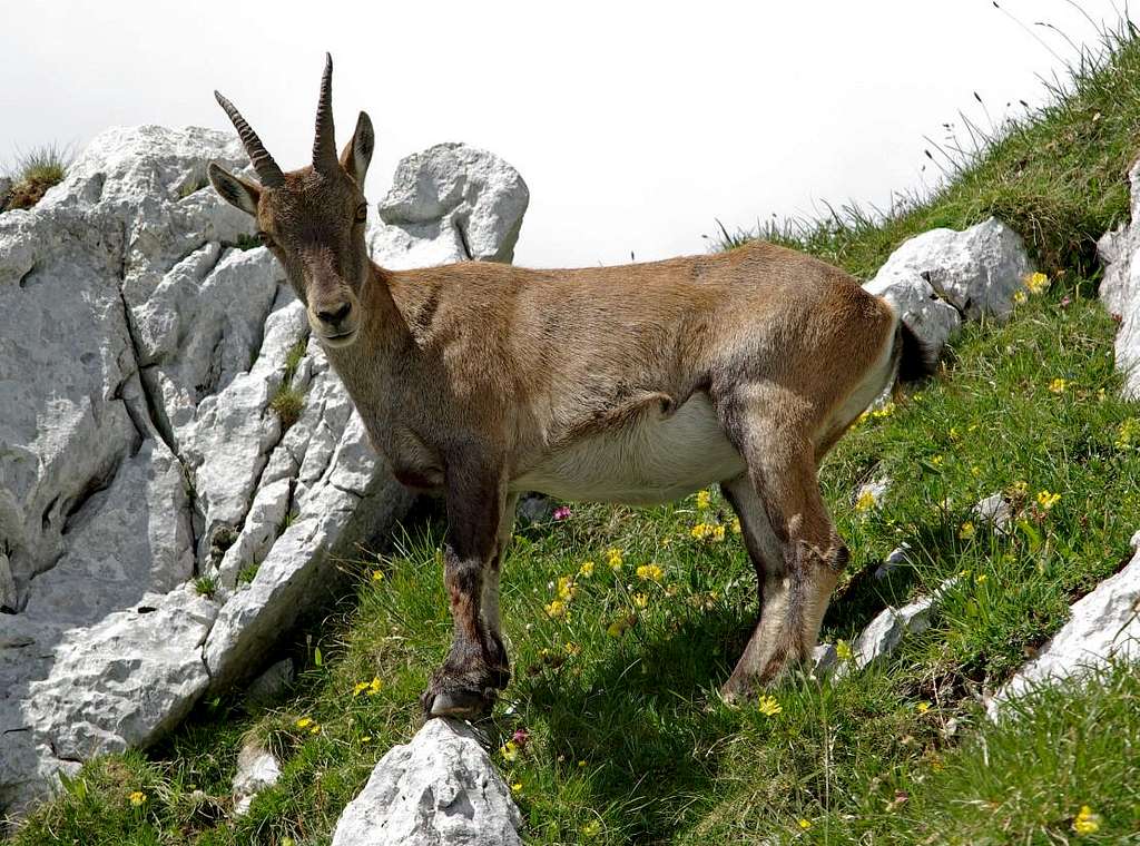 Ibexes of the Montasio group (7)