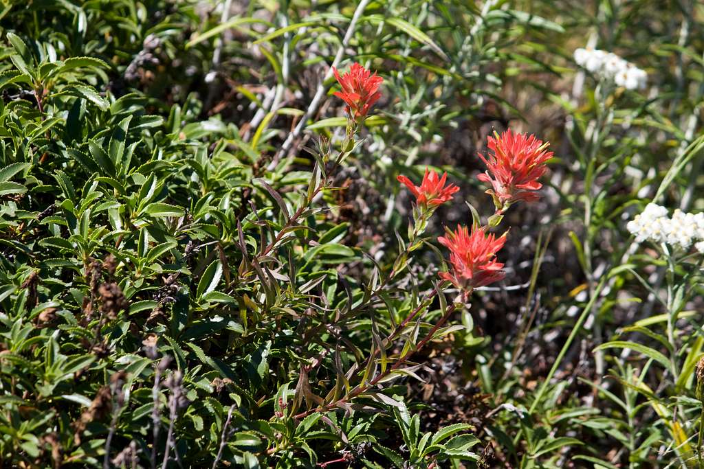 Flowers at Mount Saint Helens