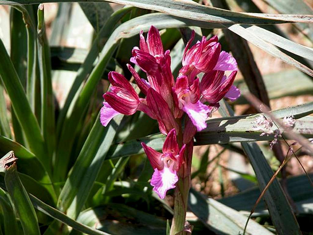 Orchis Papilonoacea, May 17th...