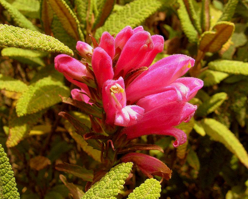 Flowers from Inca trail (ECU) 