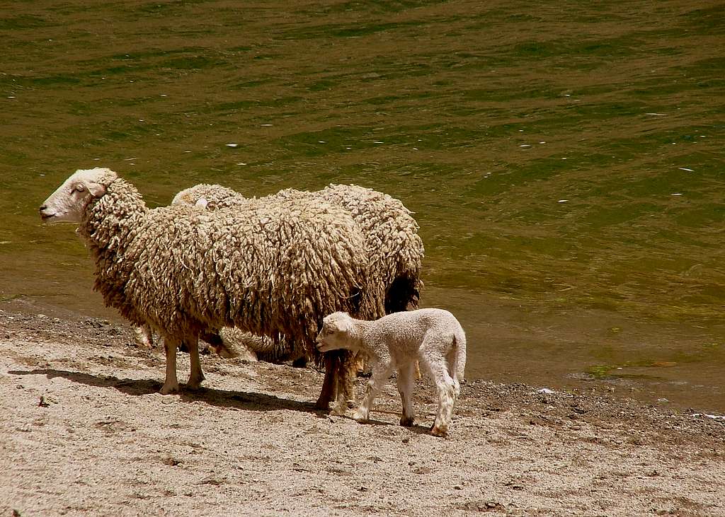 Sheep at Quilotoa Lake.