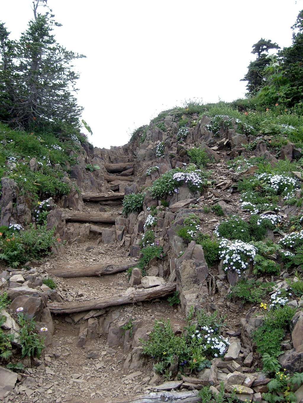 Mt. Ellinor trail