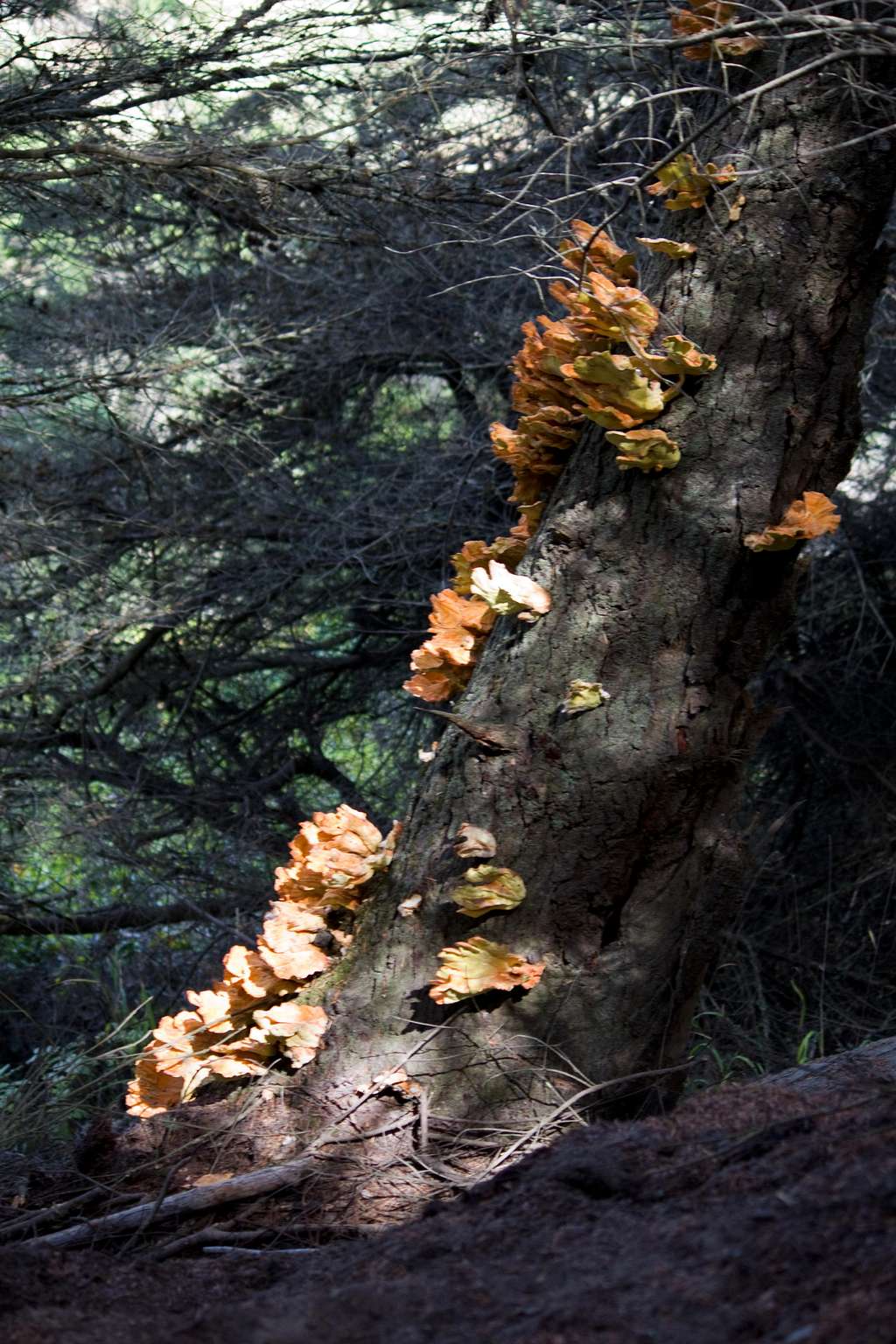 Interesting Tree Fungus 