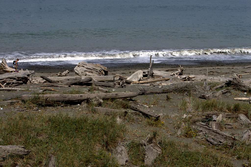 Variety of driftwood along beach