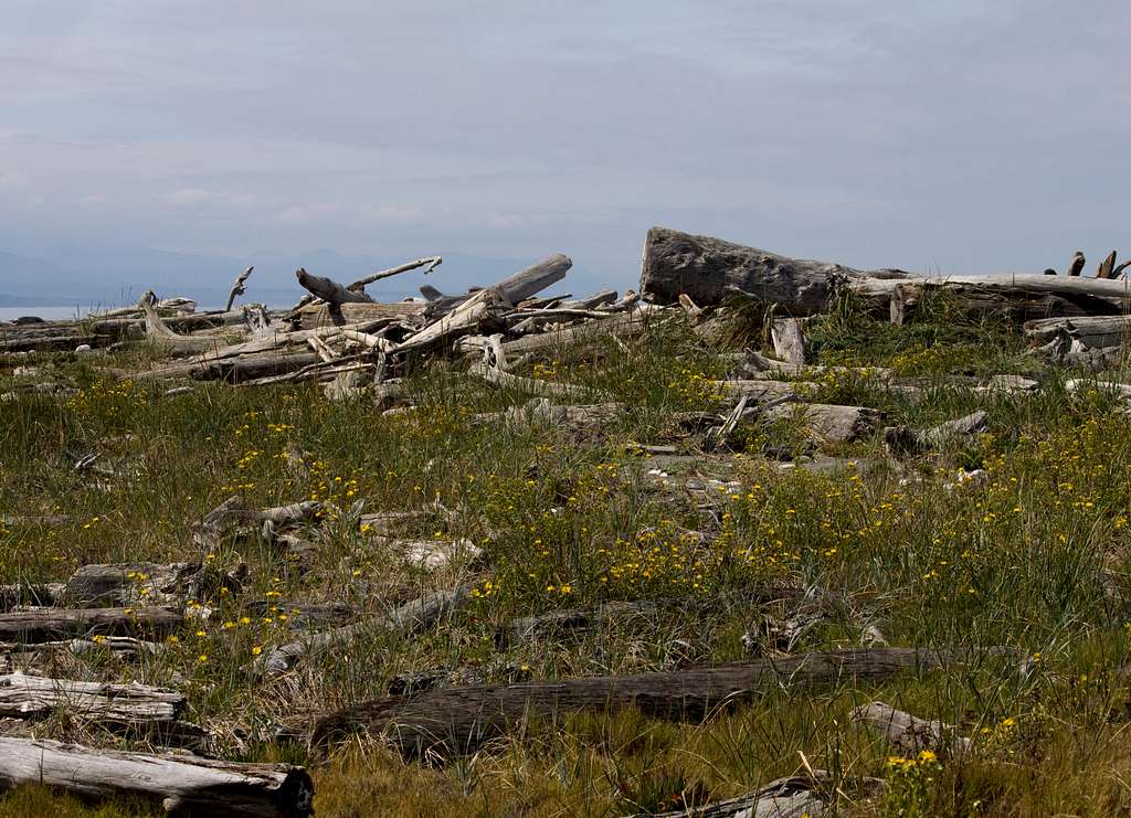 Driftwood comes quite large