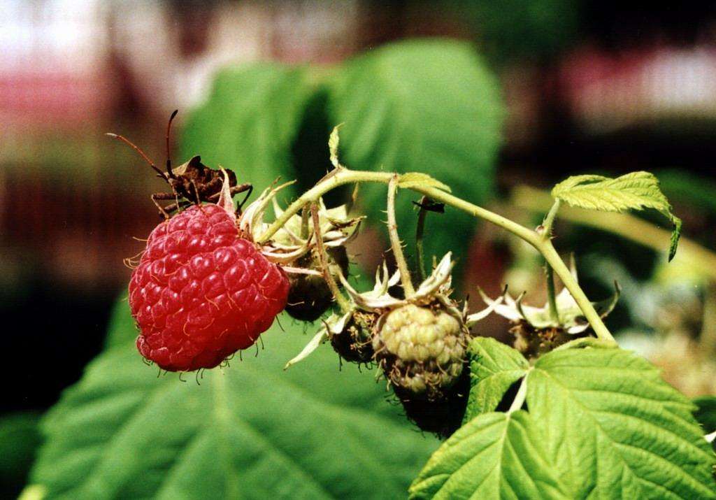 Raspberry with a nasty insect