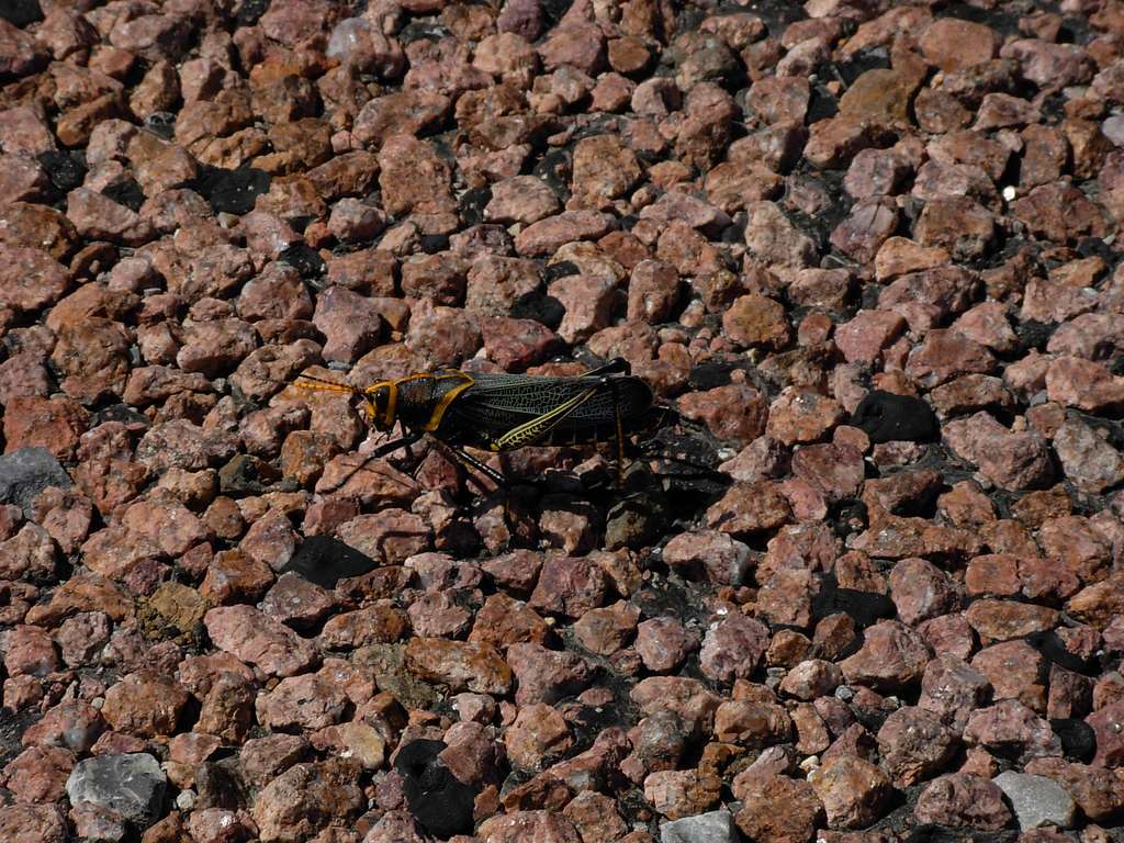 Locust Near Guadalupe Mountains