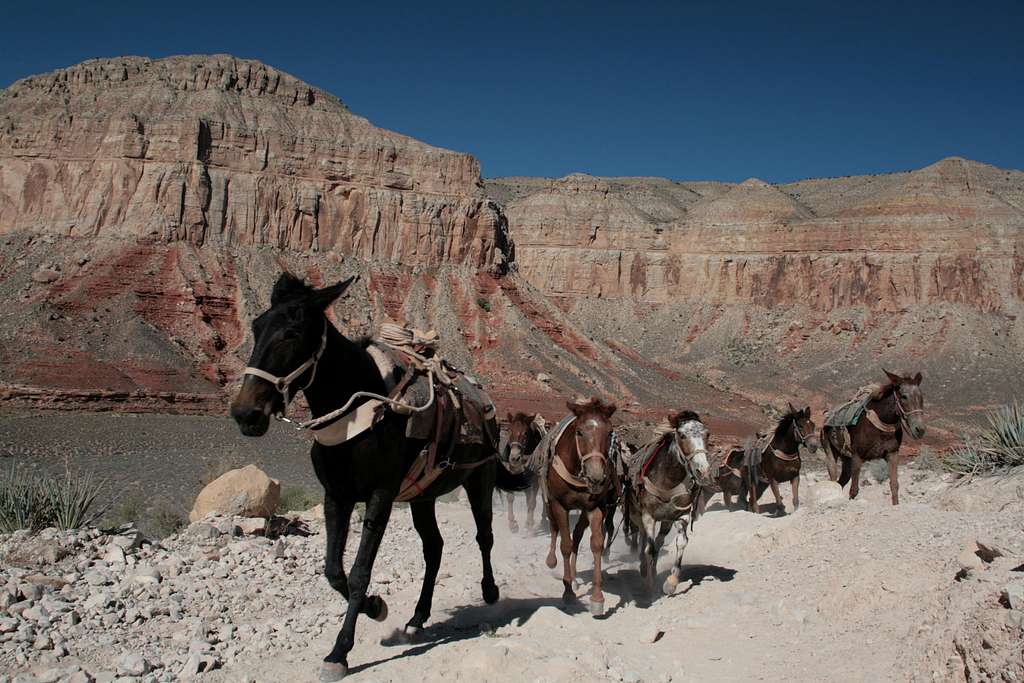 Havasupai