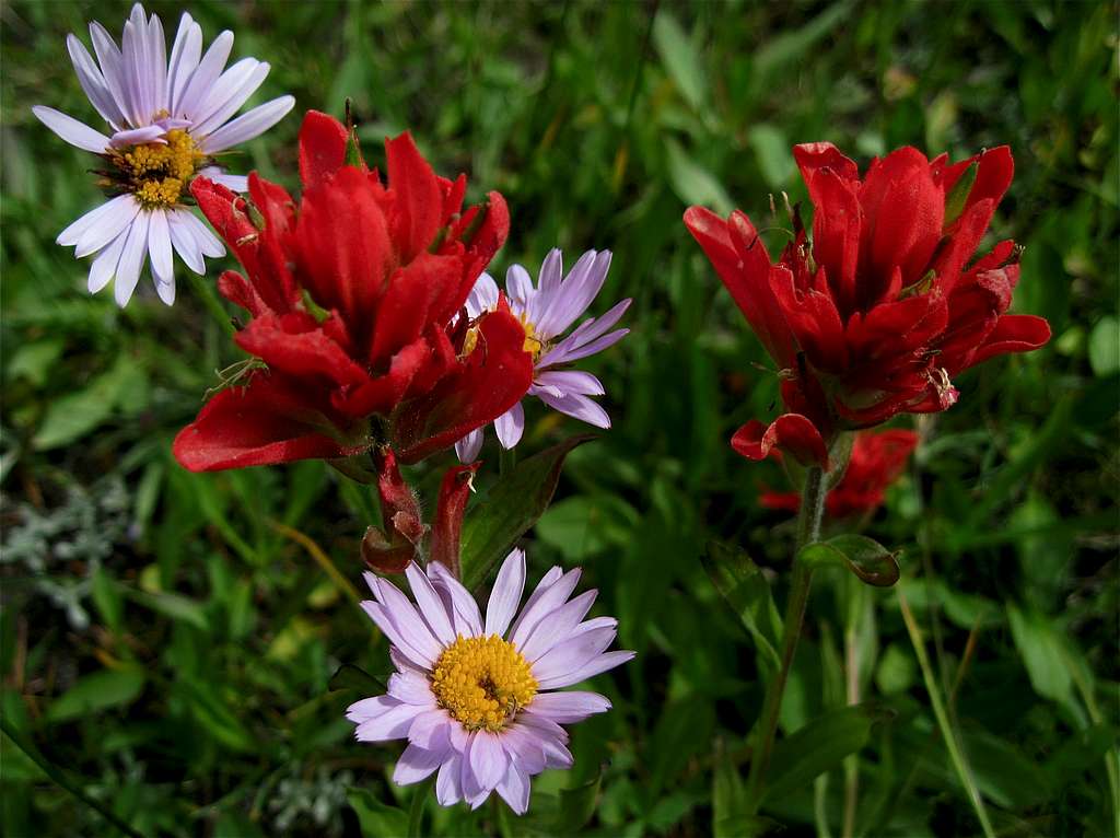 Indian Paintbrush with