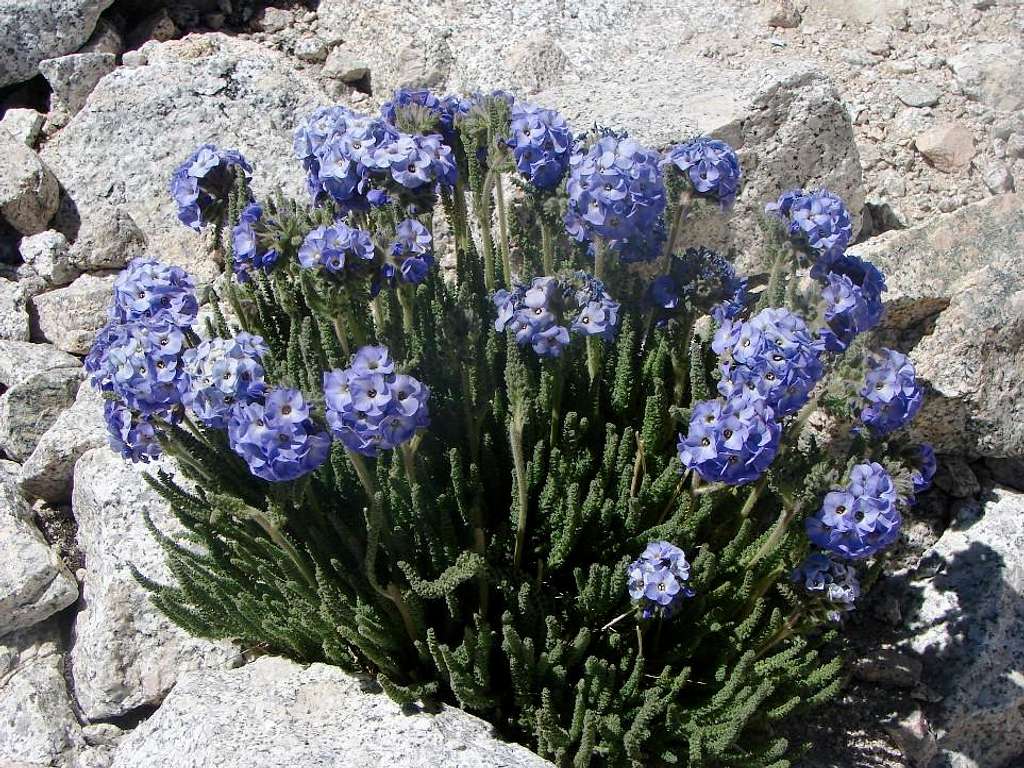 Blue Flowers at 13000ft_Whitney 