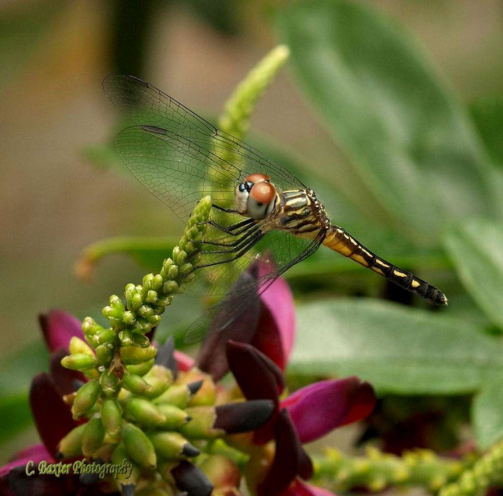 posing skimmer