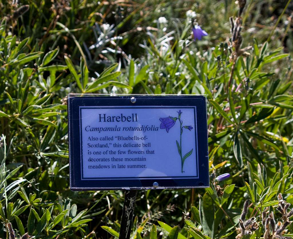 There's only 1 lonely harebell back there