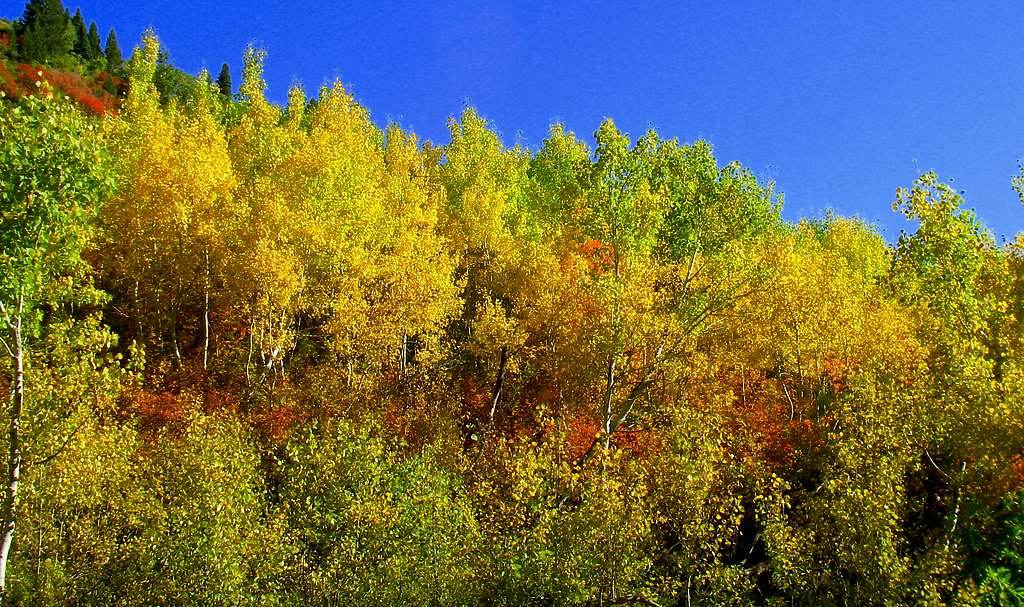 Aspen Grove Fall Colors..