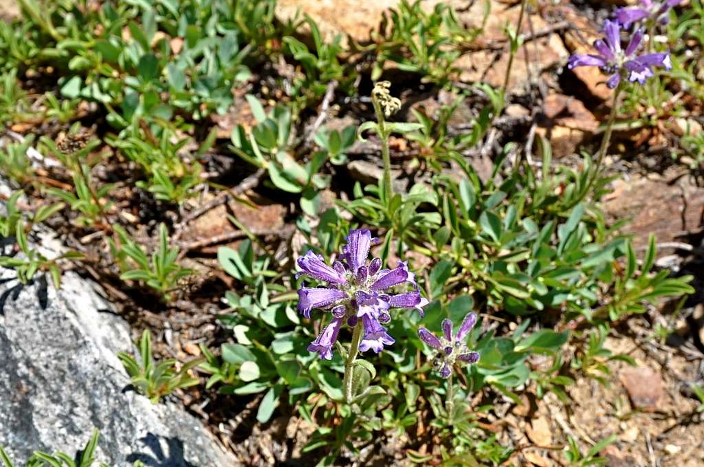 Flowers on the base