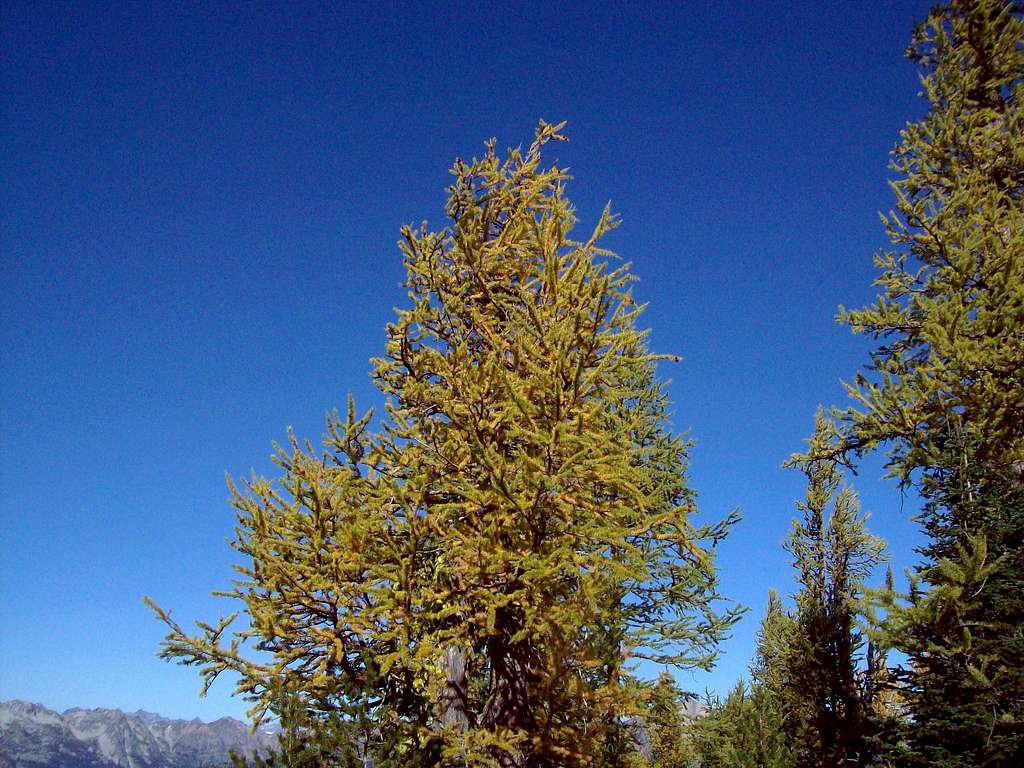 Crow Hill larches