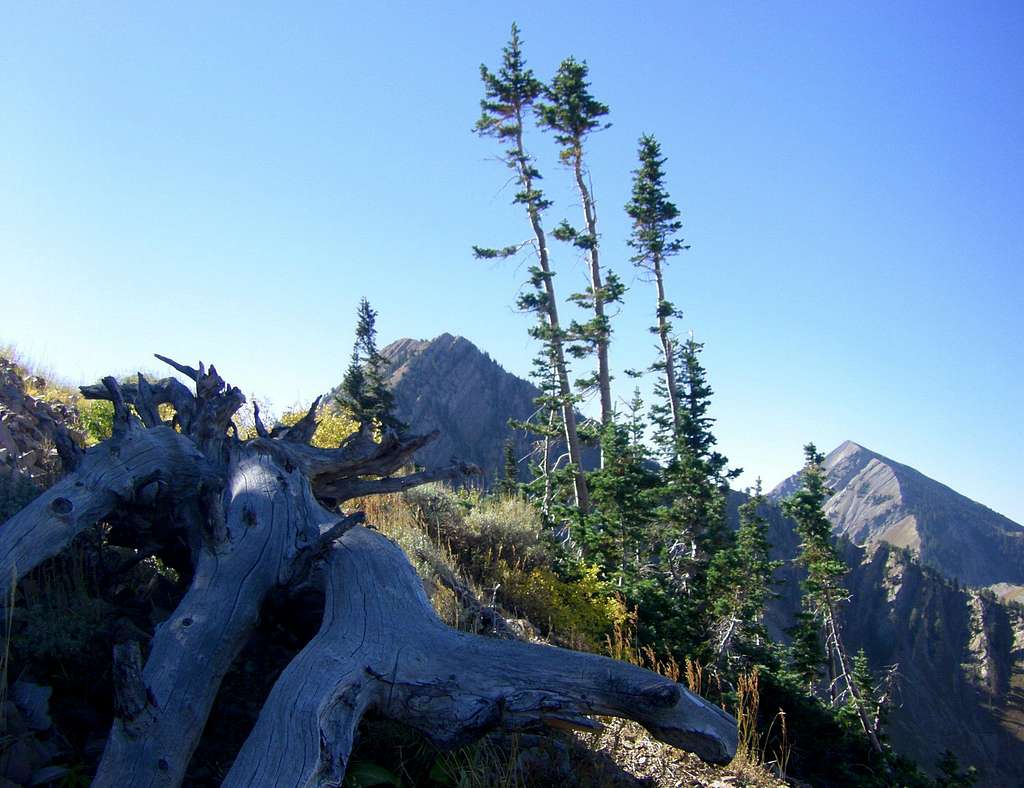 Freedom and Provo Peaks