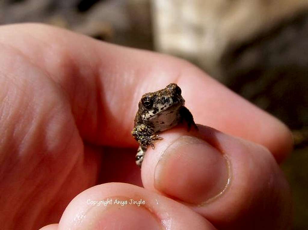 Baby Toad up close