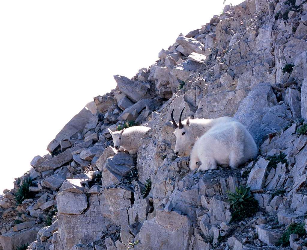 Timpanogos mountain goats