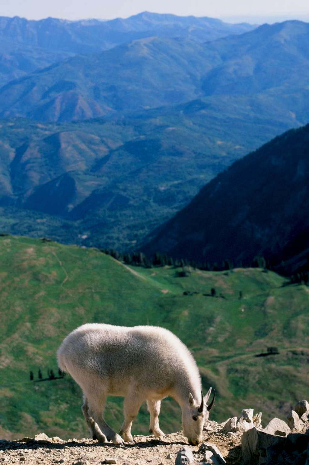 Timpanogos mountain goat