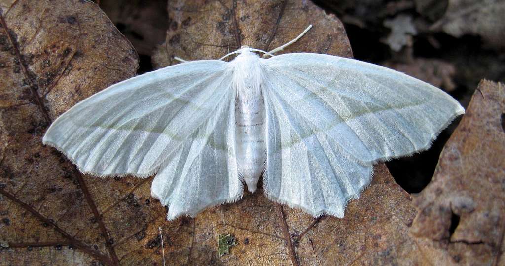 Moth Waiting Out the Day