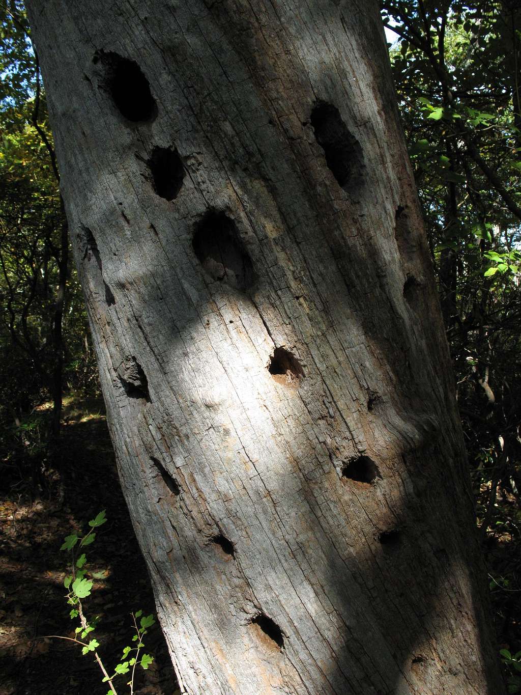 The Work of Woodpeckers