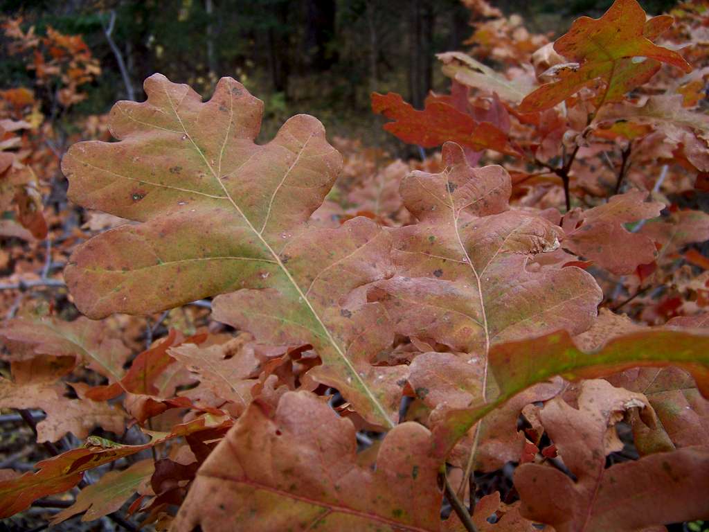 Closeup of Gambel Oak leaves