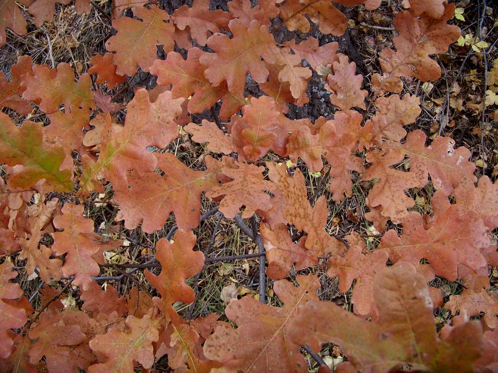 Gambel Oak Leaves
