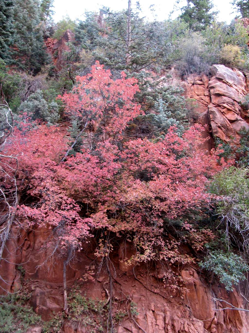 Fall Colors in the Grand Canyon