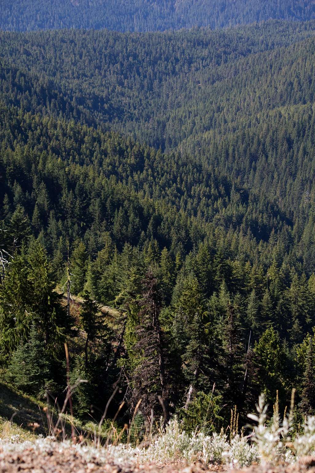 Looking down into the valley