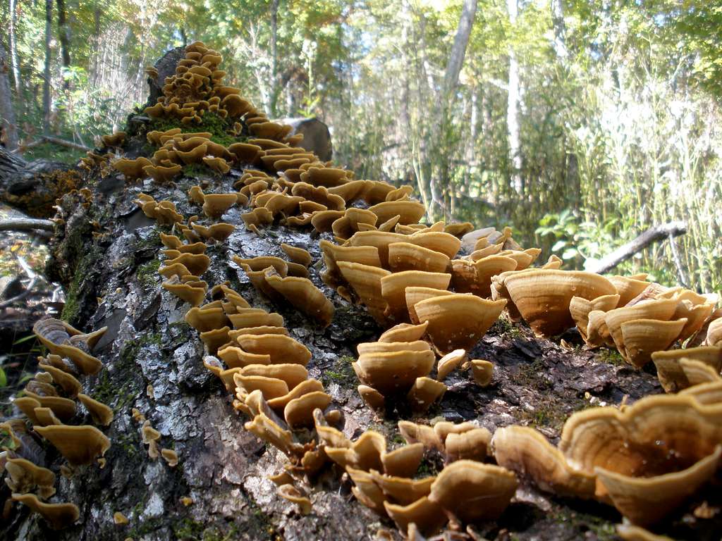 The march of the fungi. 