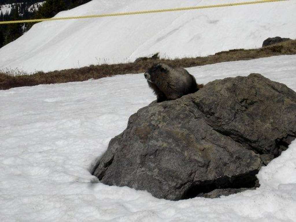 Marmots are pretty sweet...