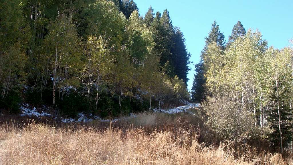 Old ski road on Maple Mountain