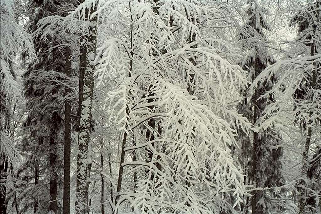 Tree frost - Bavaria