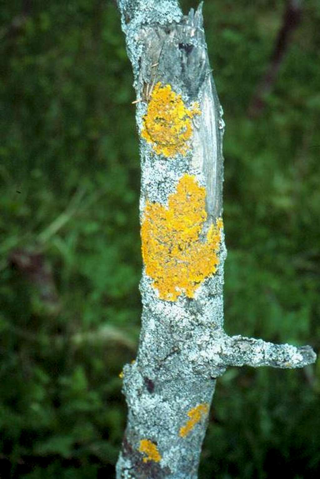 A lichen ...