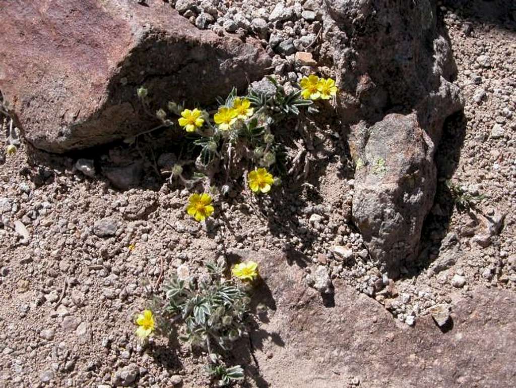 Flowers from Grizzly Gulch.
...